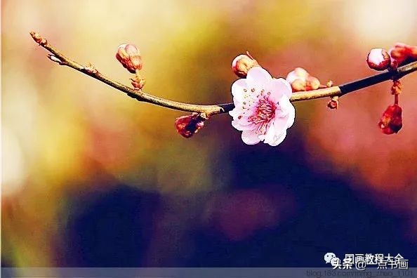 国画桃花颜色怎么调,徐湛教桃花国画画法