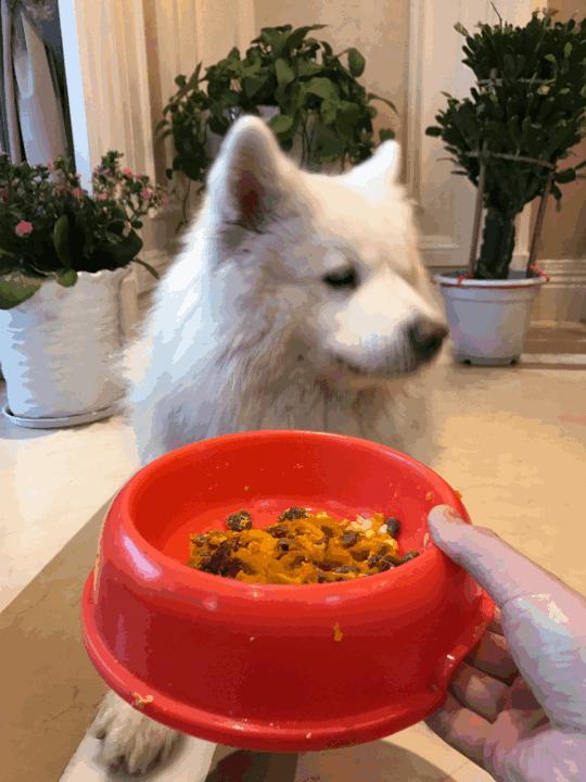 训狗的1000个绝招中文版视频,狗变乖巧萌犬训狗达人有妙招