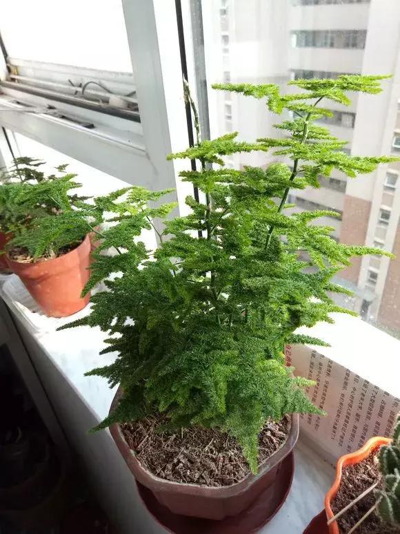 最耐阴不需要阳光的植物室外,喜阴怕阳光非常好养的盆栽大全