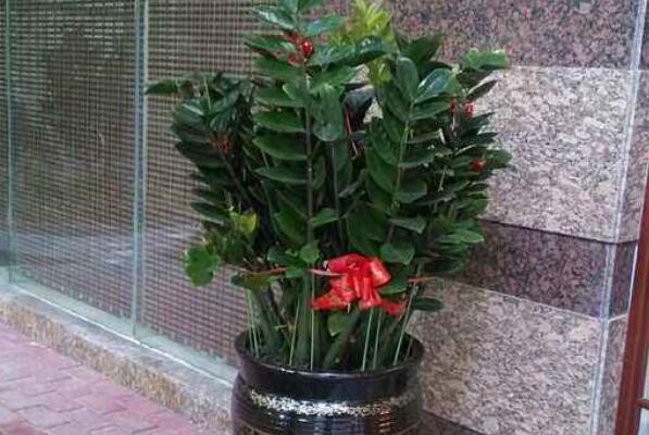 金钱树有虫子怎么处理,金钱树土壤里有小白虫怎么治