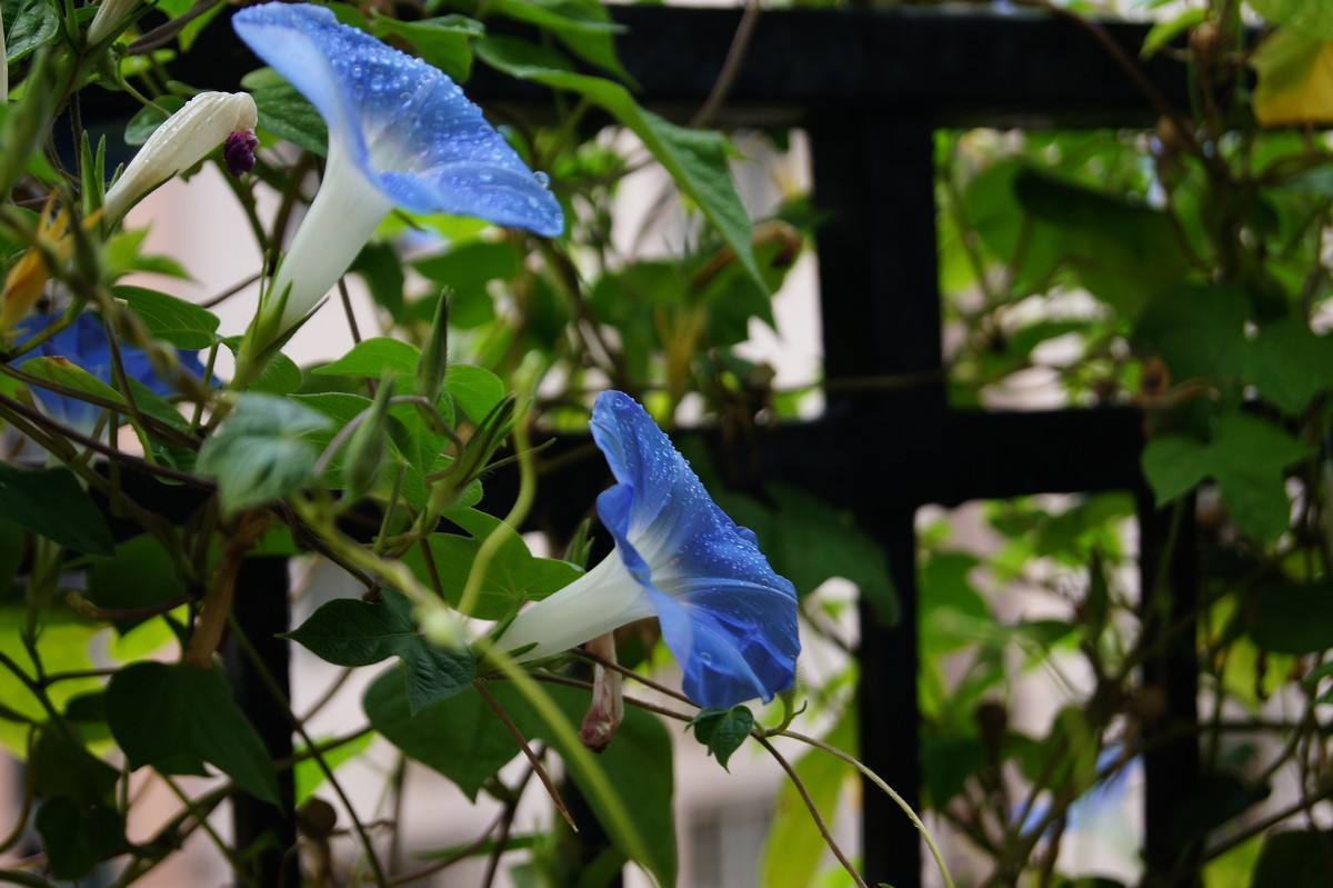 刚买回来的牵牛花怎么养护,阳台牵牛花养护