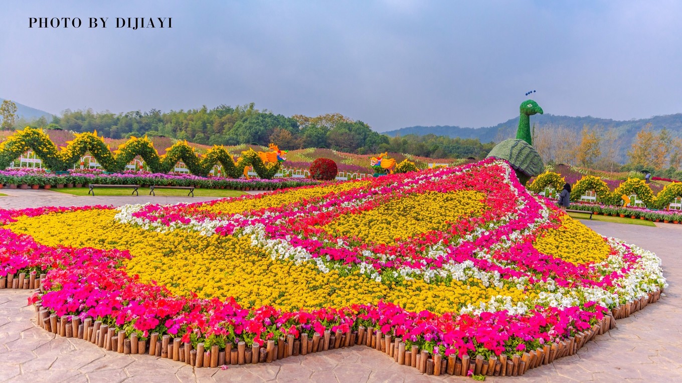 金坛花谷奇缘几月开花,金坛花谷奇缘地图