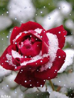 海边水中玫瑰花图片高清大图,最美山水花草倒影图片