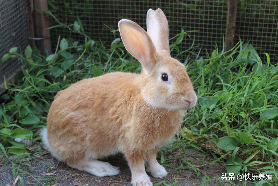 兔子夏天怎么防热又不臭,兔子夏天怎么防热