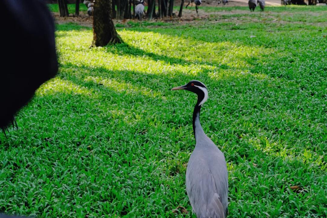 广州长隆最省钱玩法,最实惠广州长隆攻略