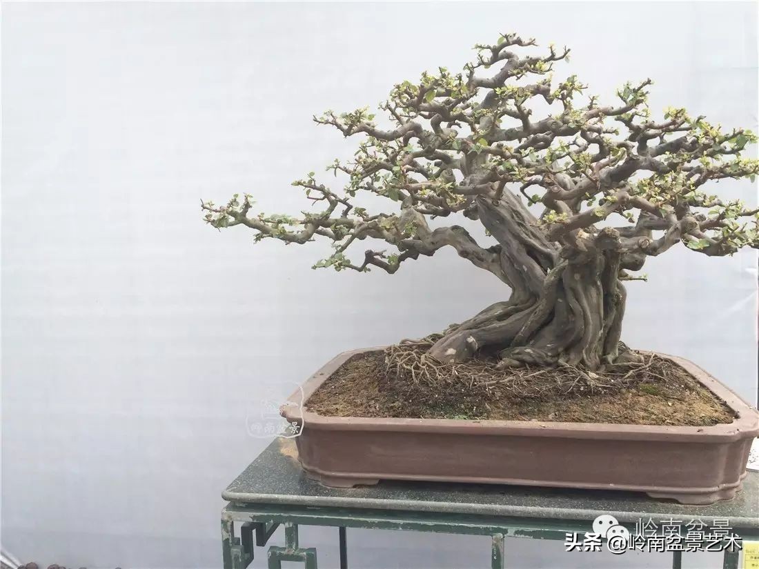 精品雀梅盆景名称,值得收藏的盆景作品欣赏