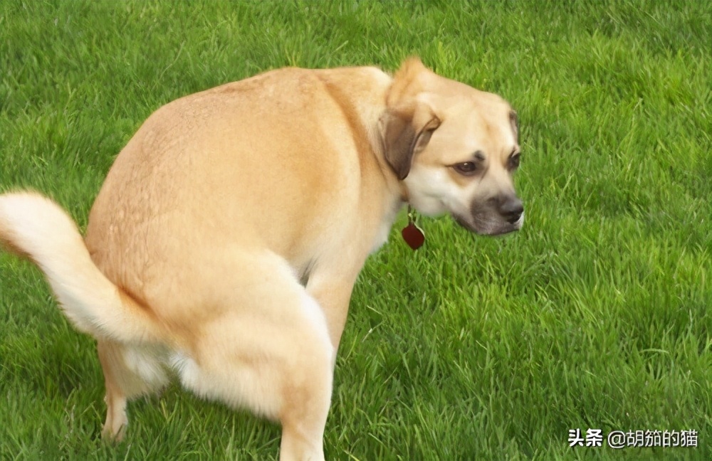 狗狗不拉大便只尿尿怎么回事,狗狗不拉粑粑但是排尿