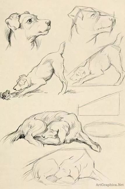 素描动物入门知识,素描动物简单入门教程狗