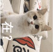 美白精华粉底液,美白养肤粉底液测评