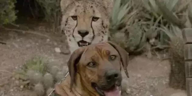 狗狗真是一种神奇的动物,狗狗是什么科的动物