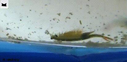 抱卵的虾死了卵能孵化吗,虾卵漂浮在水面还能孵化么