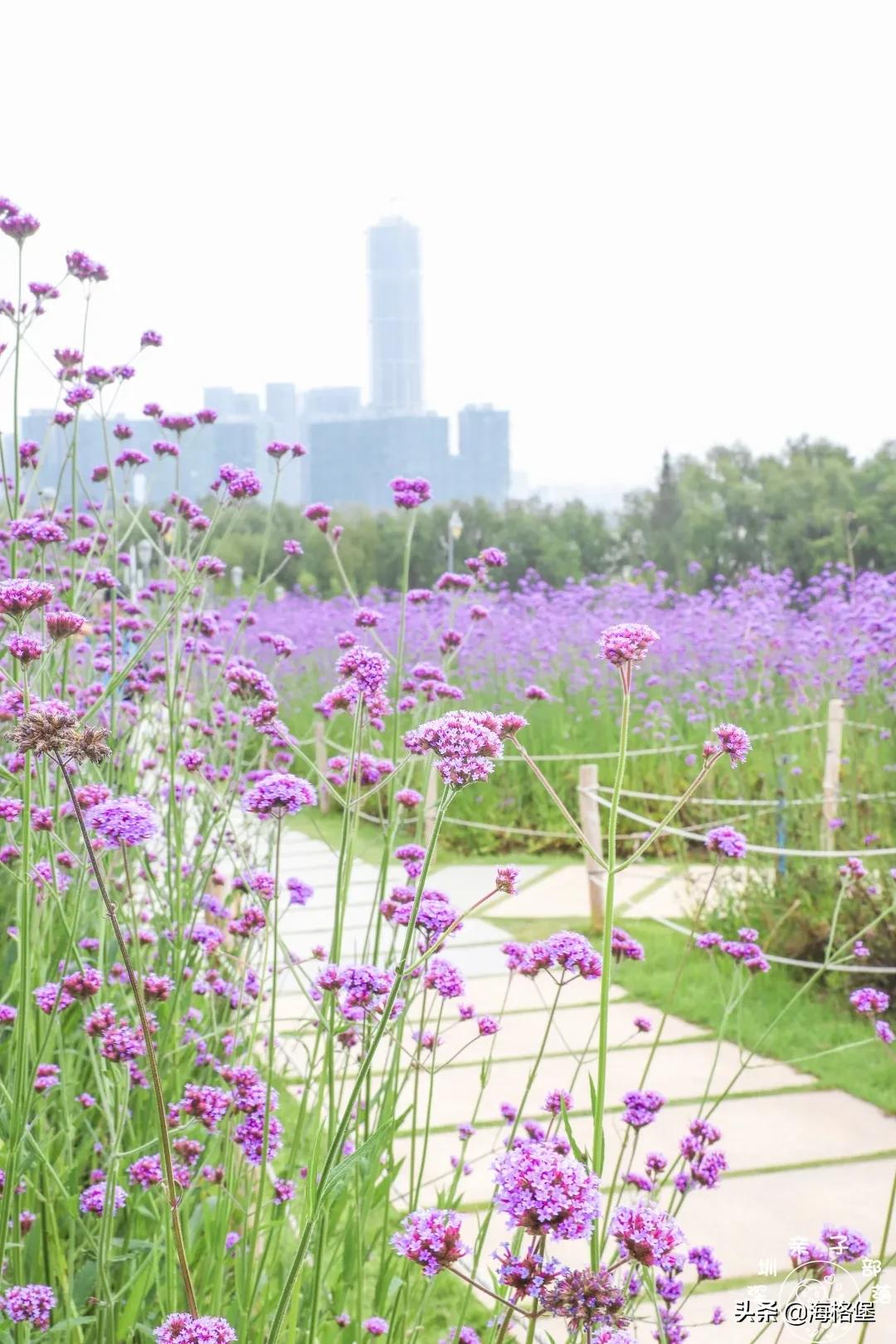 绱壊姊﹀够鑺辨捣鍏洯,娣卞湷鏅綏鏃烘柉2024绱壊鑺辨捣