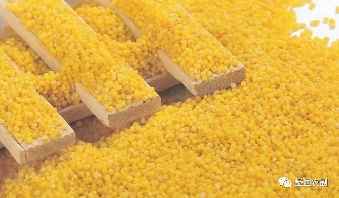 谷子好处和营养,杂粮小谷子