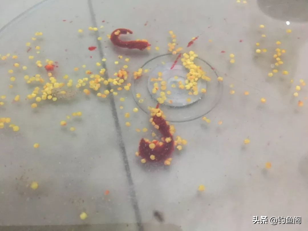 野钓餐条太多如何钓鲫鱼,野钓有餐条闹窝怎么办