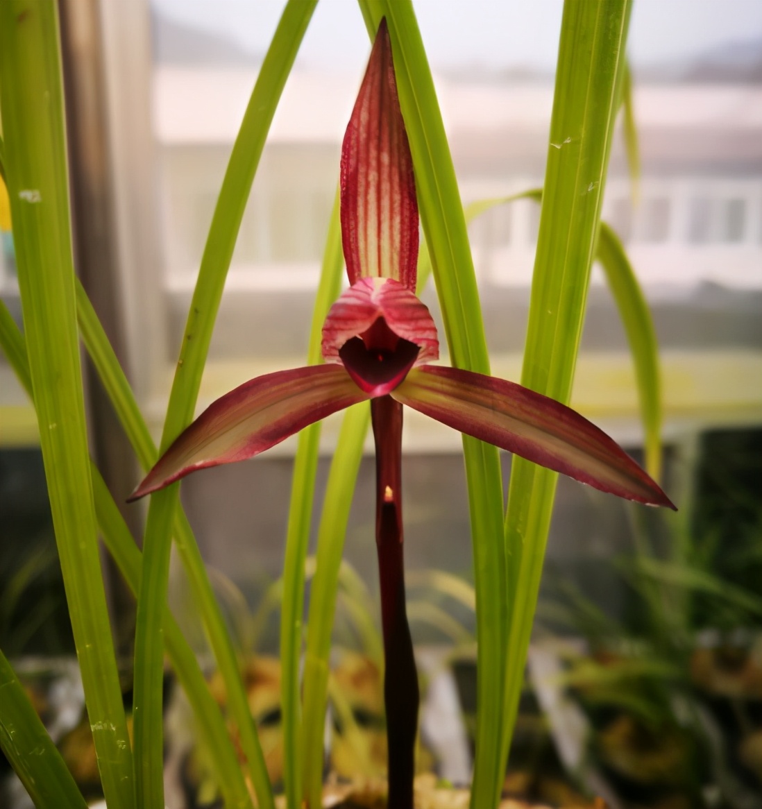 墨兰黑珍珠兰花多少钱一苗,此兰花被誉为国兰第一红