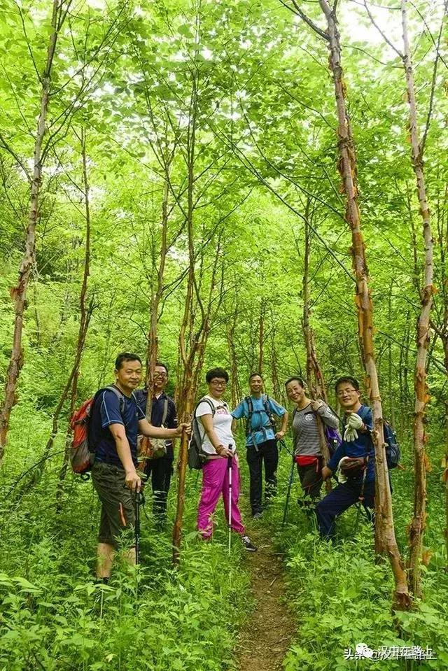 探秘汉中,汉中一村子窜入野生羚牛