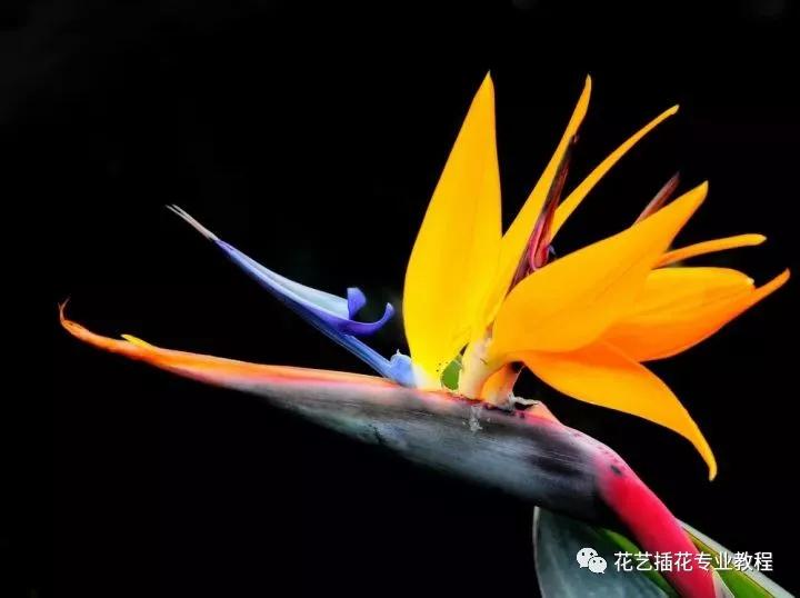 「花艺知识」50种常见花材的花语~（建议收藏）