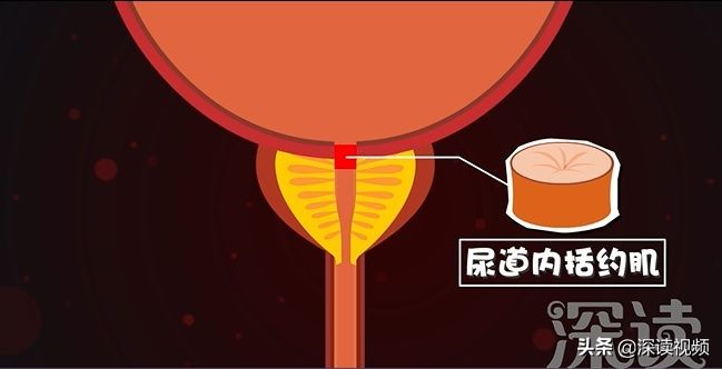 尿不爽,尿不臭是怎么回事