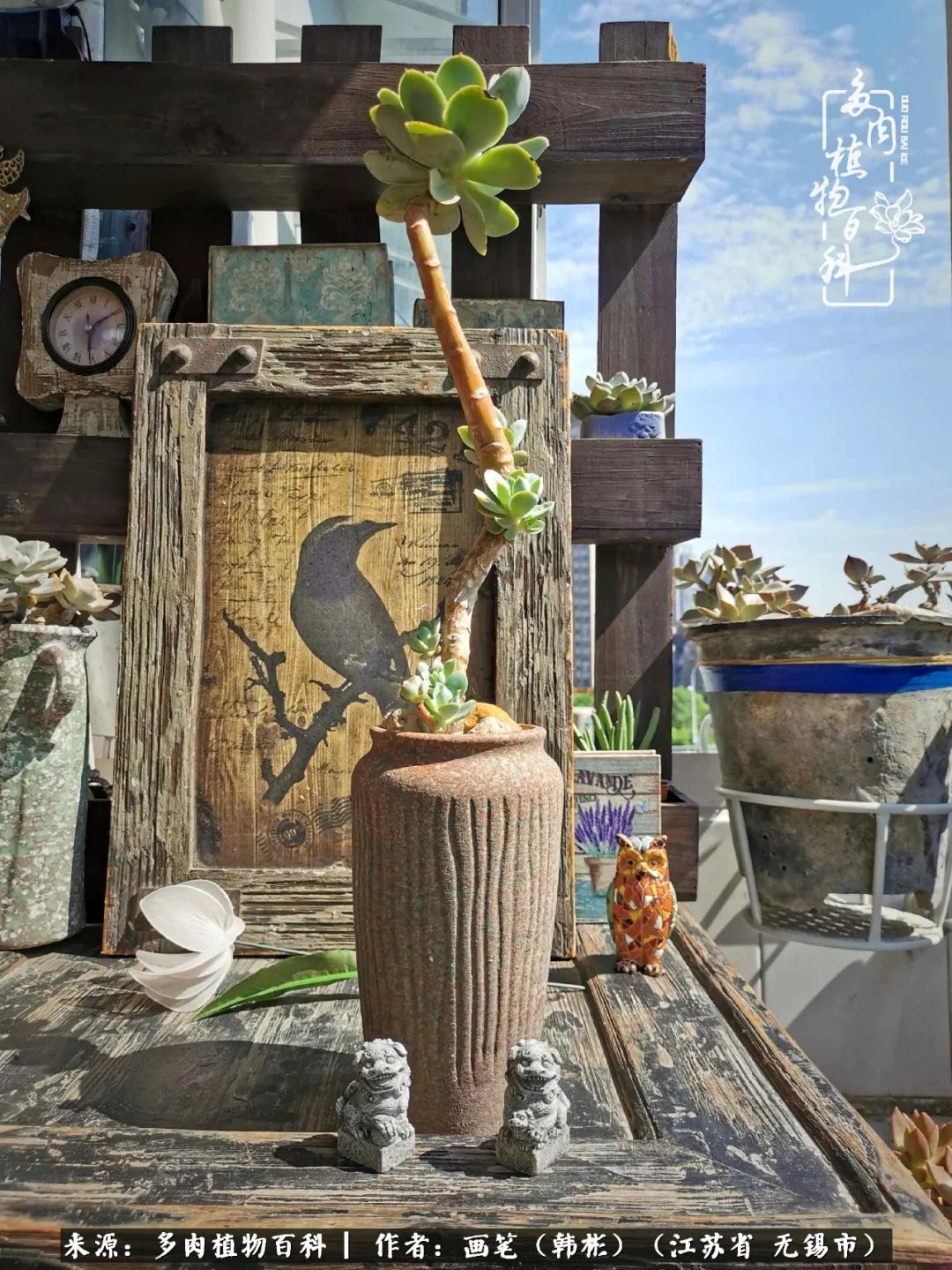 阳台多肉花园简直美翻了,适合男生养的多肉
