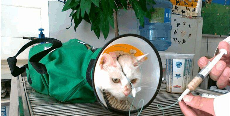 猫脂肪肝消除最快方法,猫脂肪肝治疗需要花多少钱