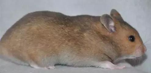 仓鼠的种类习性详细介绍,仓鼠有哪些亚种种类