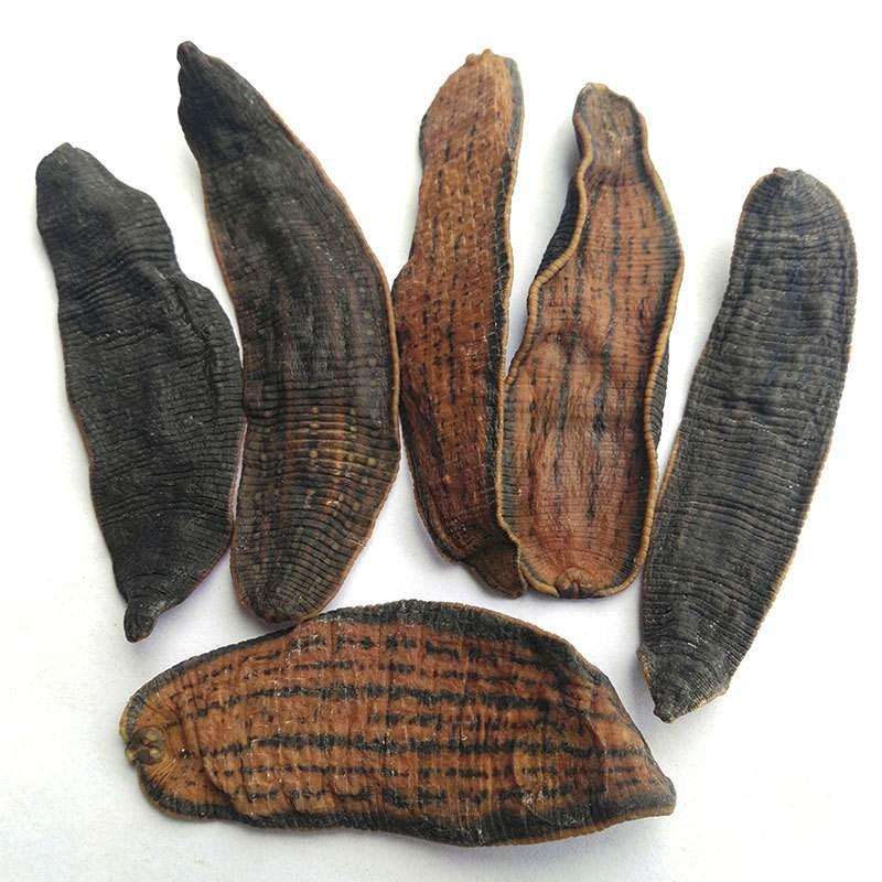 蚂蟥为什么这么讨人厌,蚂蟥吸血恶心