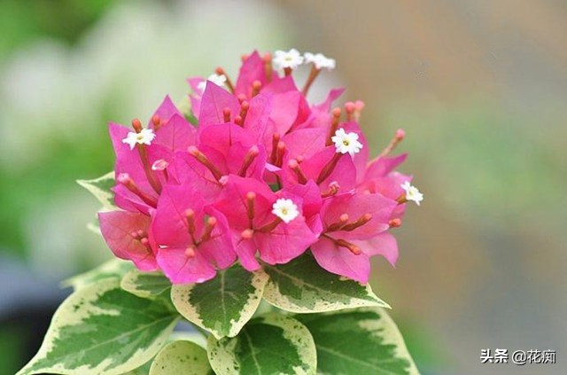 三角梅叶子长得好就是不怎么开花,为什么我种的三角梅只有春天开花