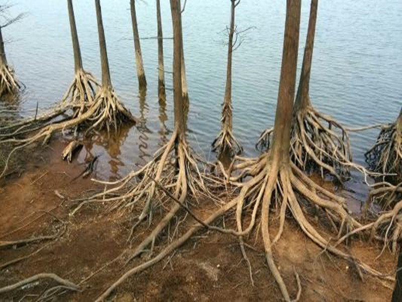 苗木枯死存在问题整改,购进苗木出现问题