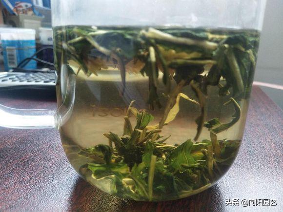 山上采摘的婆婆丁能喝吗,婆婆丁能和苦姑娘一起喝吗