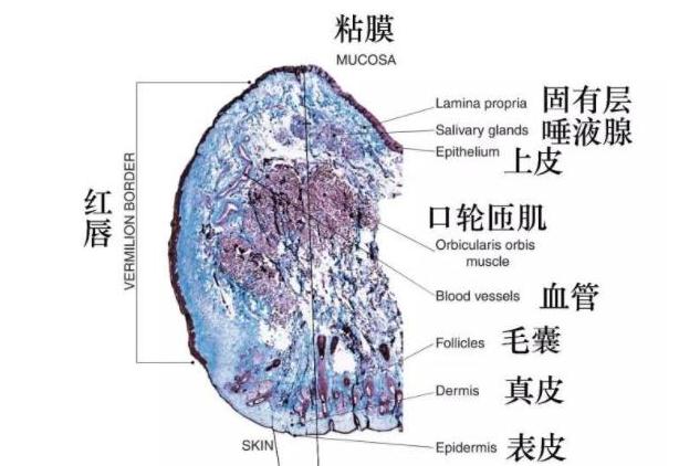 防止嘴唇脱皮的滋润唇膏哪种好用,嘴唇干裂脱皮哪种唇膏好得快
