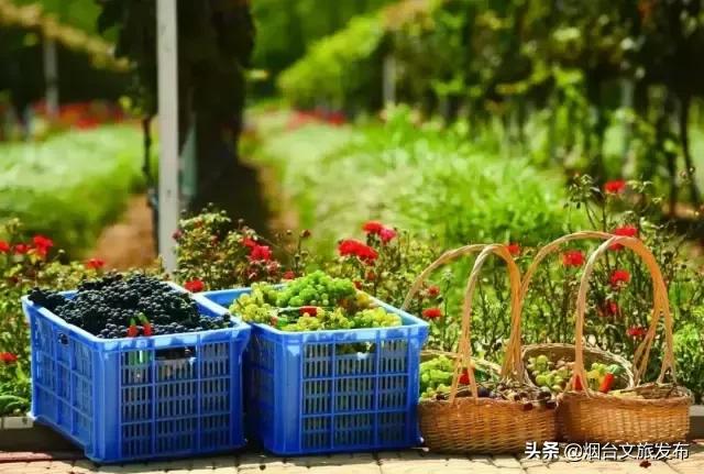 閬囪閱夌編閲戠,閬囪閱夌編閲戠鏂囨梾绯诲垪娲诲姩鍙戝竷