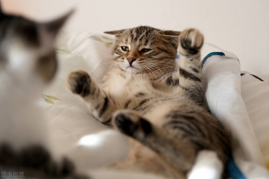 猫咪调皮治疗方法,猫咪顽皮阶段