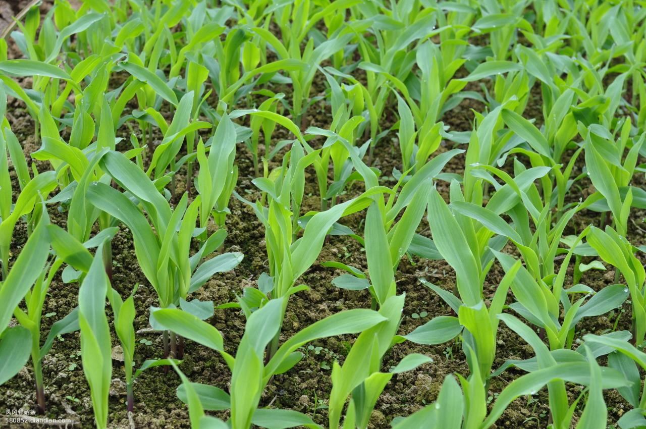 作物磷酸二氢钾使用方法,磷酸二氢钾在农作物上的使用方法