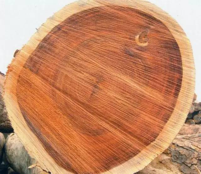 木头免费观看,木头最新作品全集在线阅读