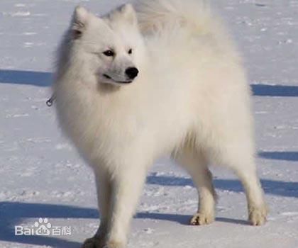 宠物狗小型犬品种排名大全及图片,性格温顺的小型犬有哪些