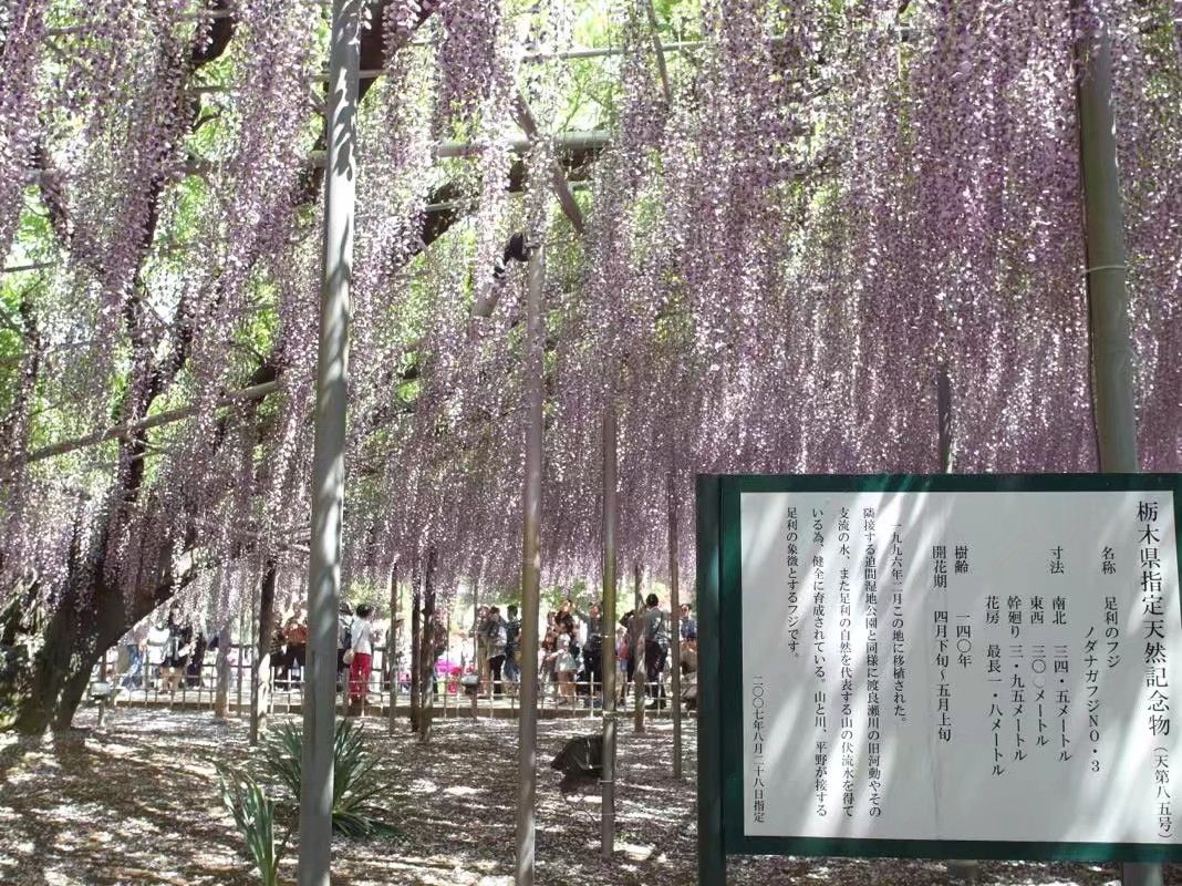 日本眼中的紫藤,最经典的日系紫藤