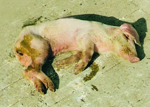 猪伪狂犬病个体治疗方法,猪伪狂犬病的四大症状和防治