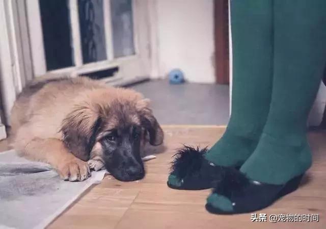 怎样训练狗狗不在家乱拉乱尿,狗狗最近在家乱尿是怎么回事