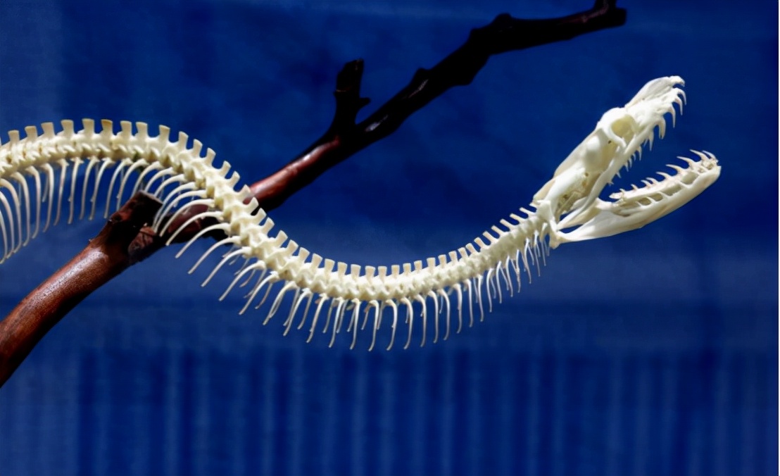 灭绝的超大巨蟒蛇,目前存活最大的蛇巨蟒