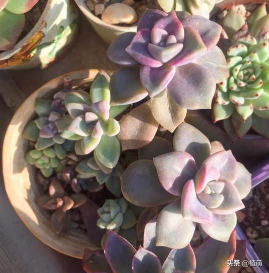 养了一年的紫乐锦没多大变化,紫乐多肉怎么爆侧芽
