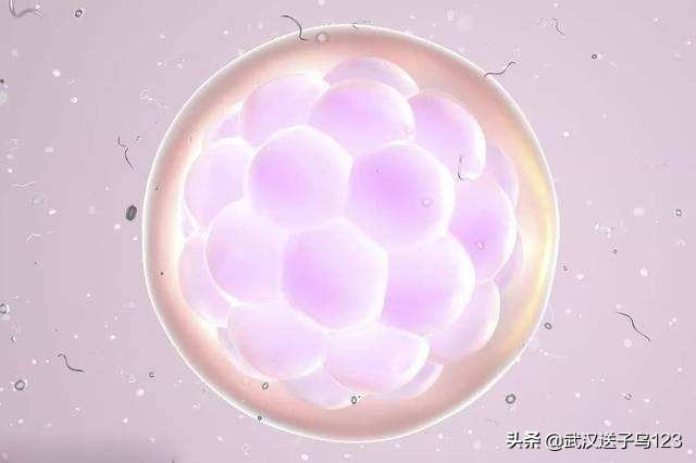 卵泡一直达不到高峰怎么回事,卵泡一直测不到强阳怎么办