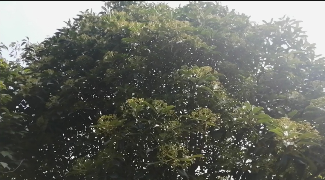 桂花怎么会变石楠花呢,有没有哪种桂花不会开花