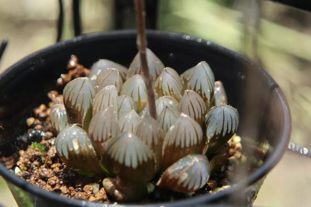 适合南方比较好养的12款多肉,养一年就开花的多肉品种