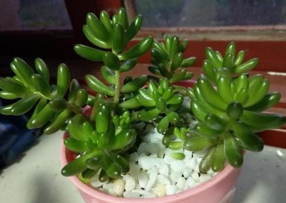 多肉如何养不褪色的方法,多肉养得褪色了怎么回事