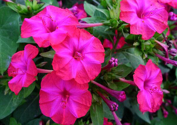 紫茉莉花的生长过程图,紫茉莉花哪个季节最适宜栽培