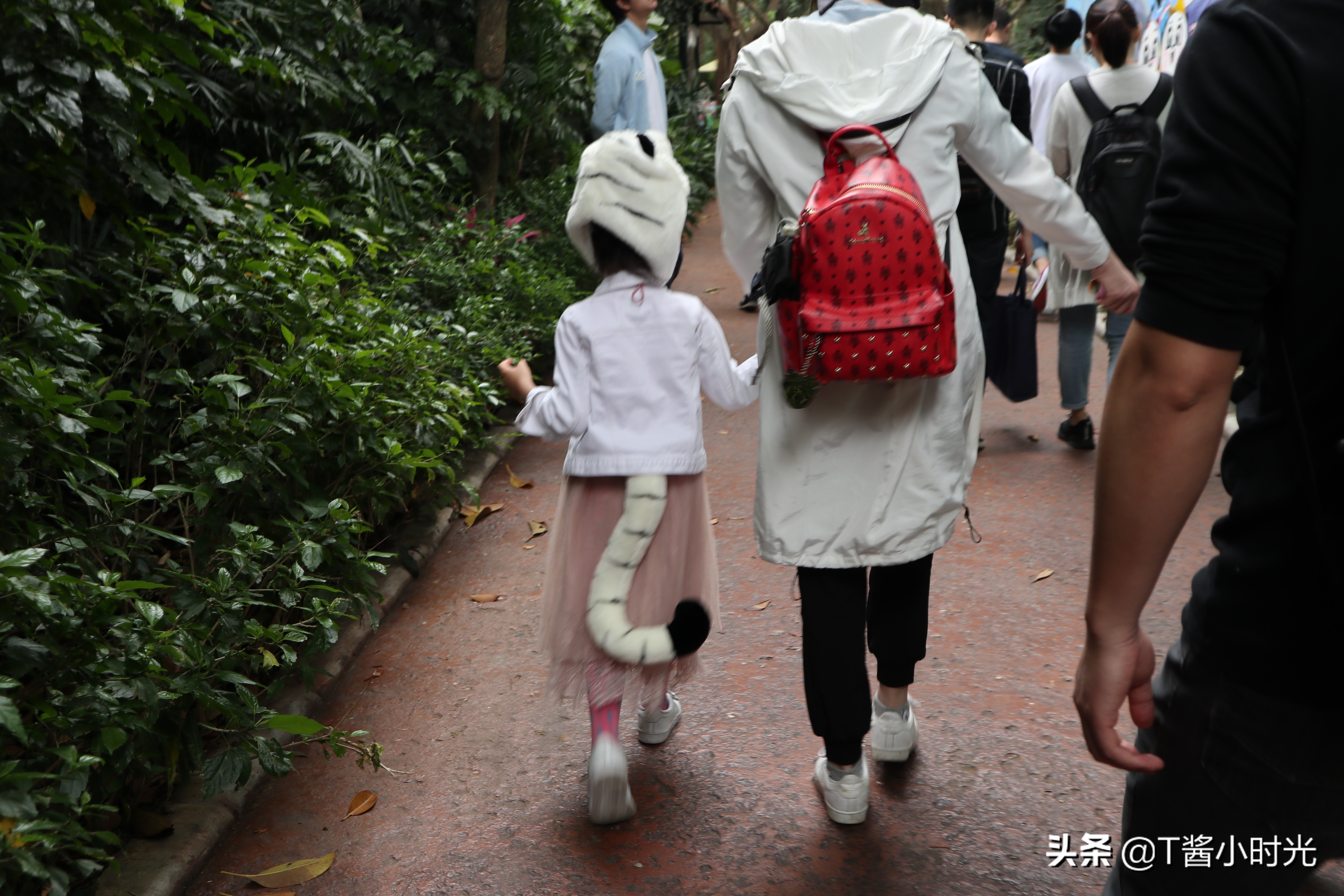 长隆野生动物园自驾怎么收费,广州长隆野生动物园在哪个区