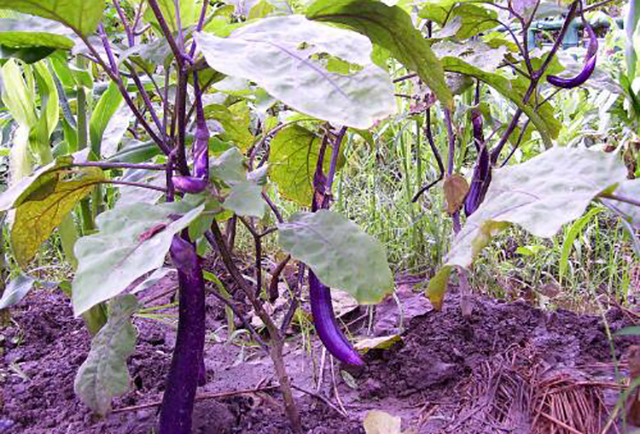 挑选茄子的方法看形状 (怎么挑茄子最准)