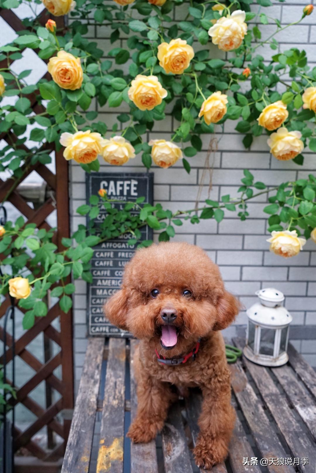 如何打造四季开花的花园,如何打造四季都有花的花园