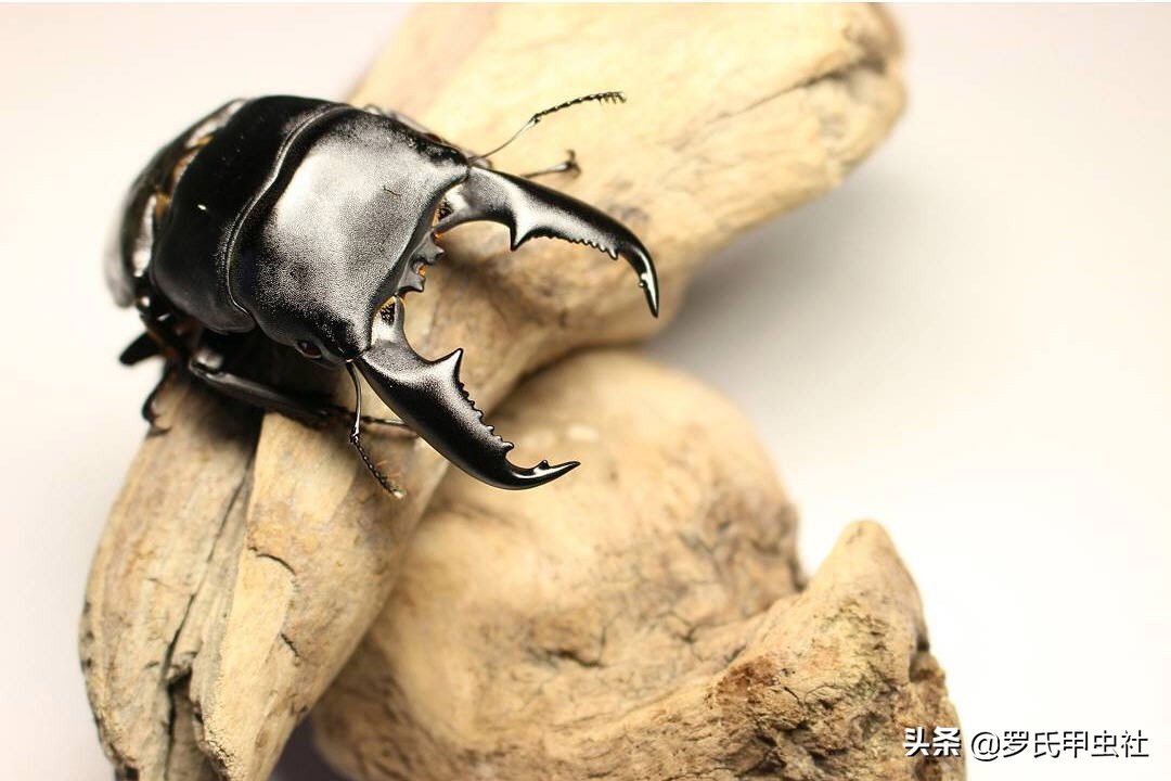 罗氏虫社知识分享之霸气又凶暴的东南亚巨扁锹们