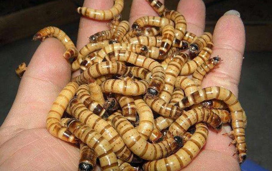 新手如何饲养一只豹纹守宫知乎,如何养好一只豹纹守宫